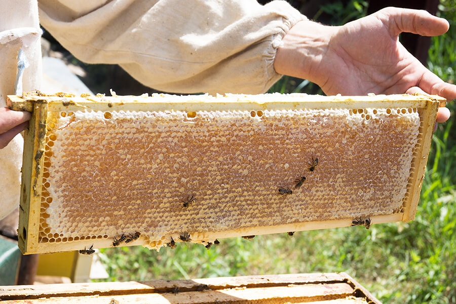 Comment est récupérée la cire d’abeille